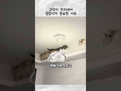 고양이 무리에서 길잡이가 중요한 이유 thumbnail