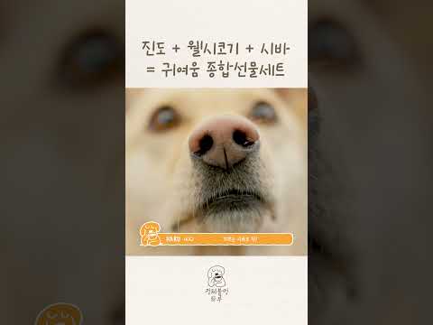 안 귀여울 수가 없는 조합이잖아꒰ ՞മ⩊മ՞꒱🧡 thumbnail