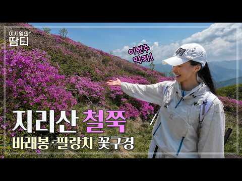 지리산 바래봉 철쭉🌸구경 다녀왔어요! #지리산 #바래봉 #팔랑치 #이시영 #leesiyoung thumbnail