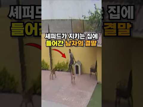 셰퍼드가 지키는 집에 들어간 남자의 결말 😭😭 thumbnail