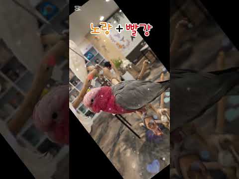 앵무새가 춤을 춘다고?! #앵무새 #코카투 #색깔섞기#파주운정리프패럿 thumbnail
