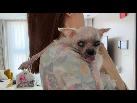 🐶: 16살, 80세 강아지 보고가라 (9) thumbnail