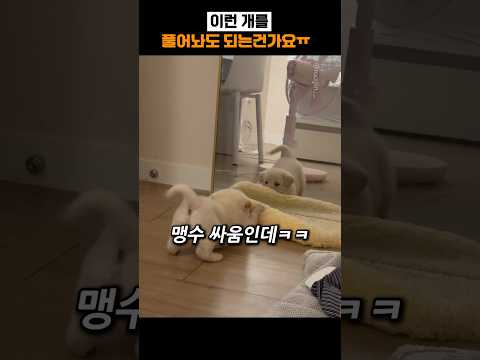 이런 개를 풀어놔도 되는건가요ㅠ thumbnail