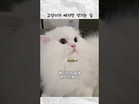 고양이가 삐지면 생기는 일 thumbnail