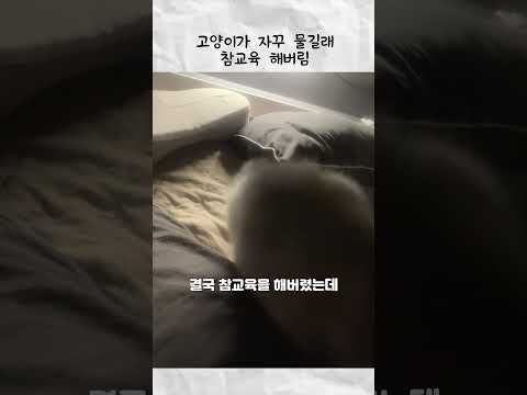 고양이가 자꾸 물길래 참교육 해버림 thumbnail