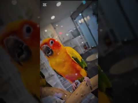 썬 코뉴어 챌린지 #앵무새 #썬코뉴어 #챌린지#춤#파주운정리프패럿 thumbnail