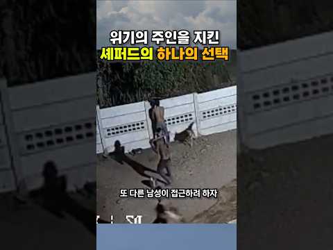 목줄이 풀리는 순간 상황 역전시키는 셰퍼드 thumbnail