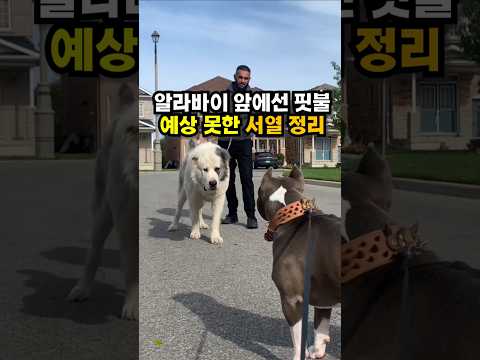 알라바이 앞에선 핏불, 예상 못한 서열 정리 😭😭 thumbnail