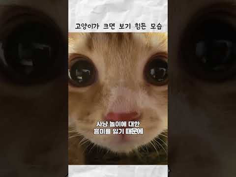 고양이가 나이 먹으면 보기 힘든 모습 thumbnail