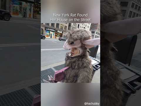 New York Rat Found Her House on the Street thumbnail